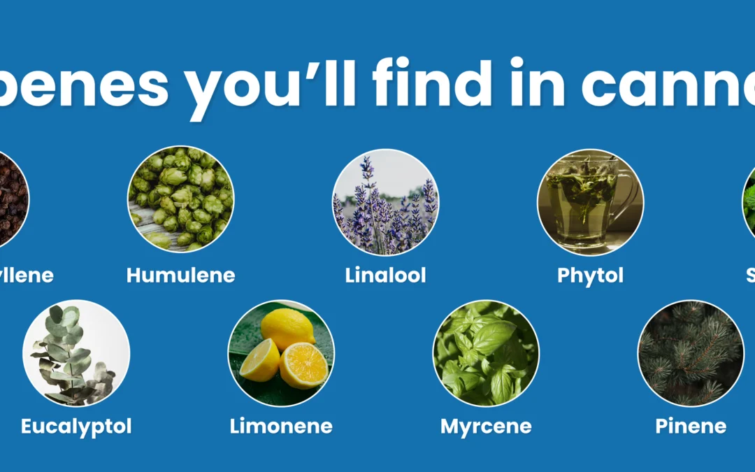 Exploring the terpenes you might find in your cannabis